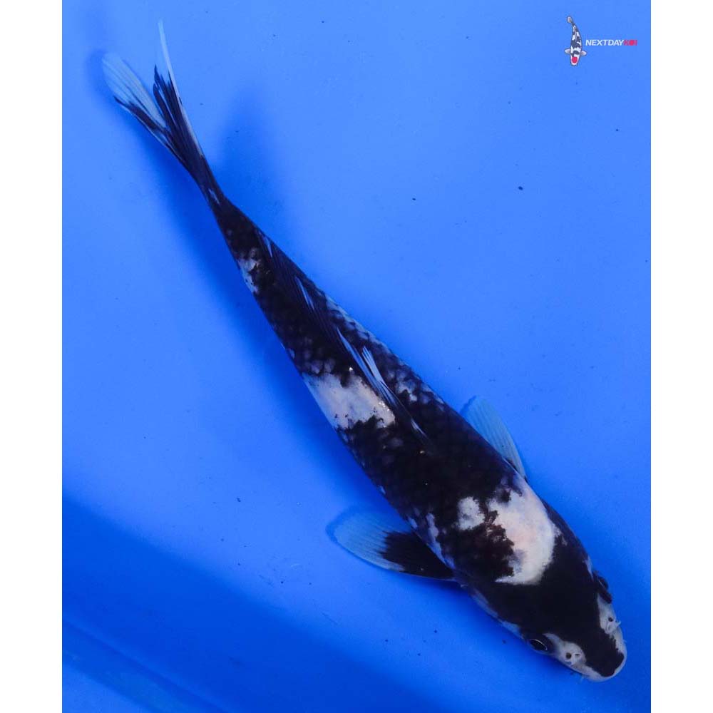 7.5” Imported Shiro Utsuri