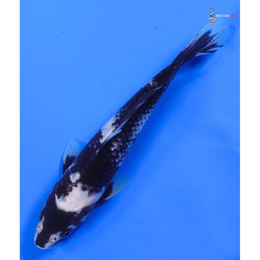 7.5” Imported Shiro Utsuri