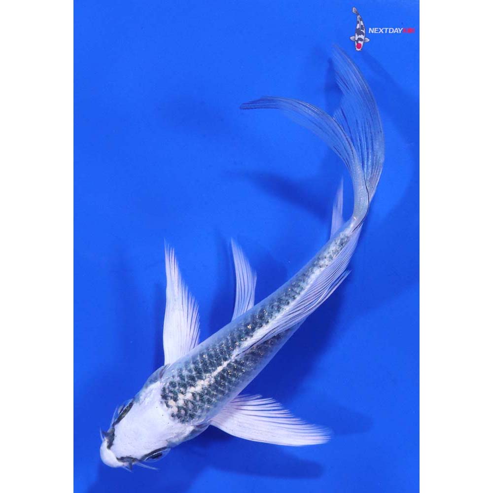 4.5” Imported Gin Matsuba Butterfly Koi