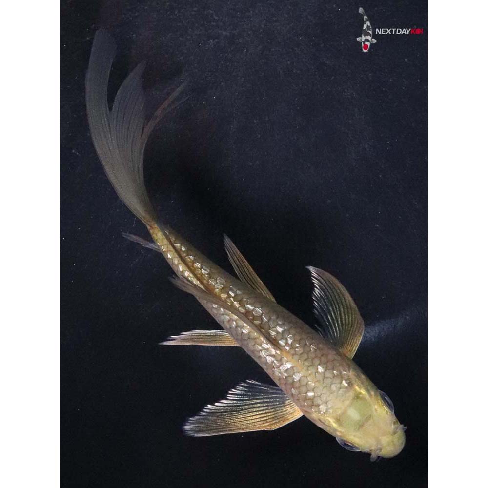 4.5” Imported Gin Rin Chagoi Butterfly Koi