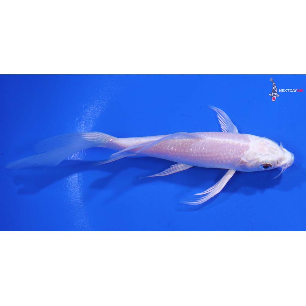 5” Imported Platinum Ogon Butterfly Koi