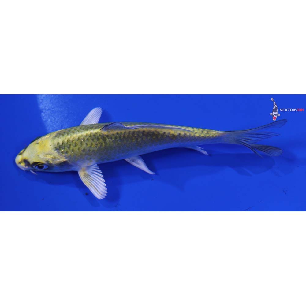 4.5” Imported Kujaku