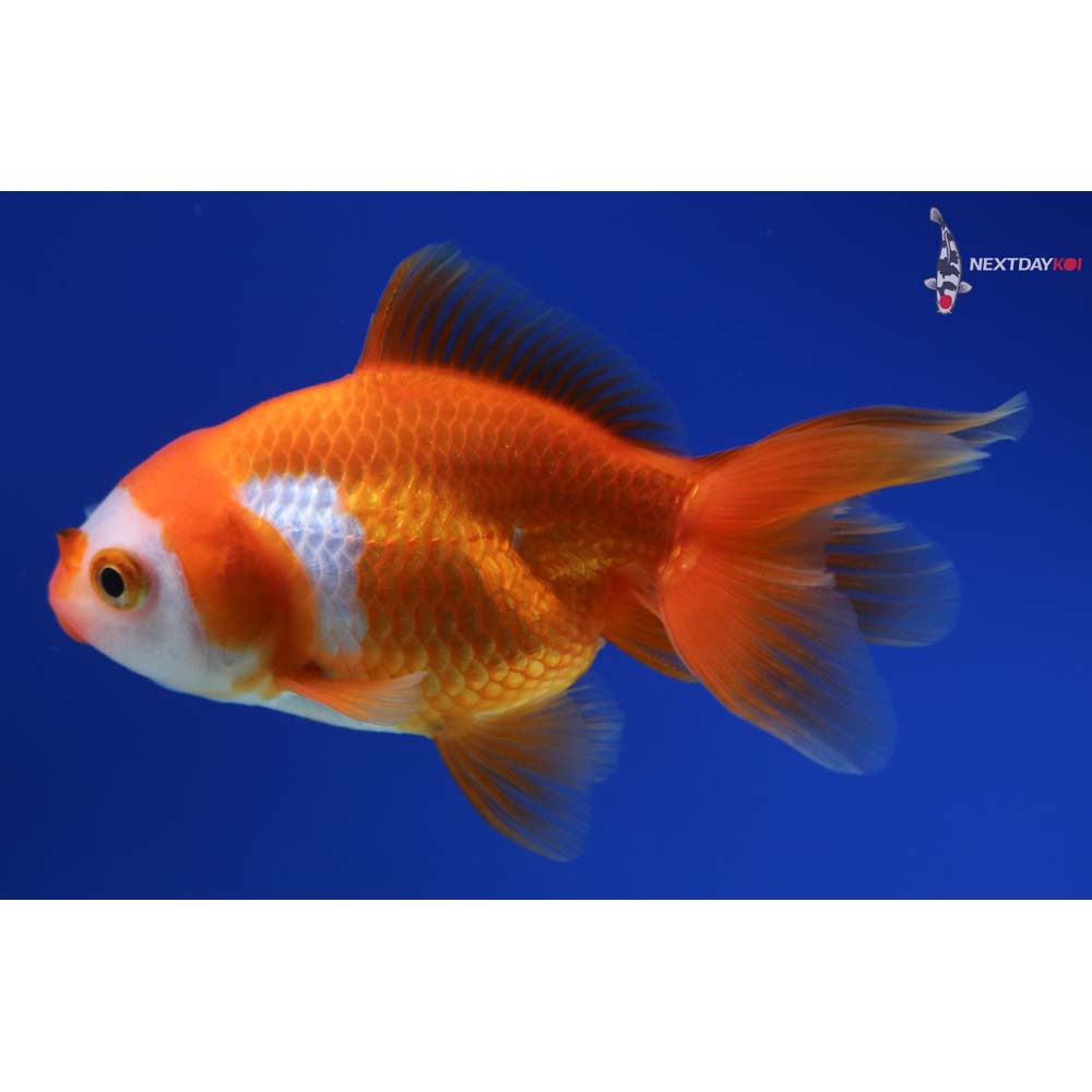 4” Imported Red and White Oranda