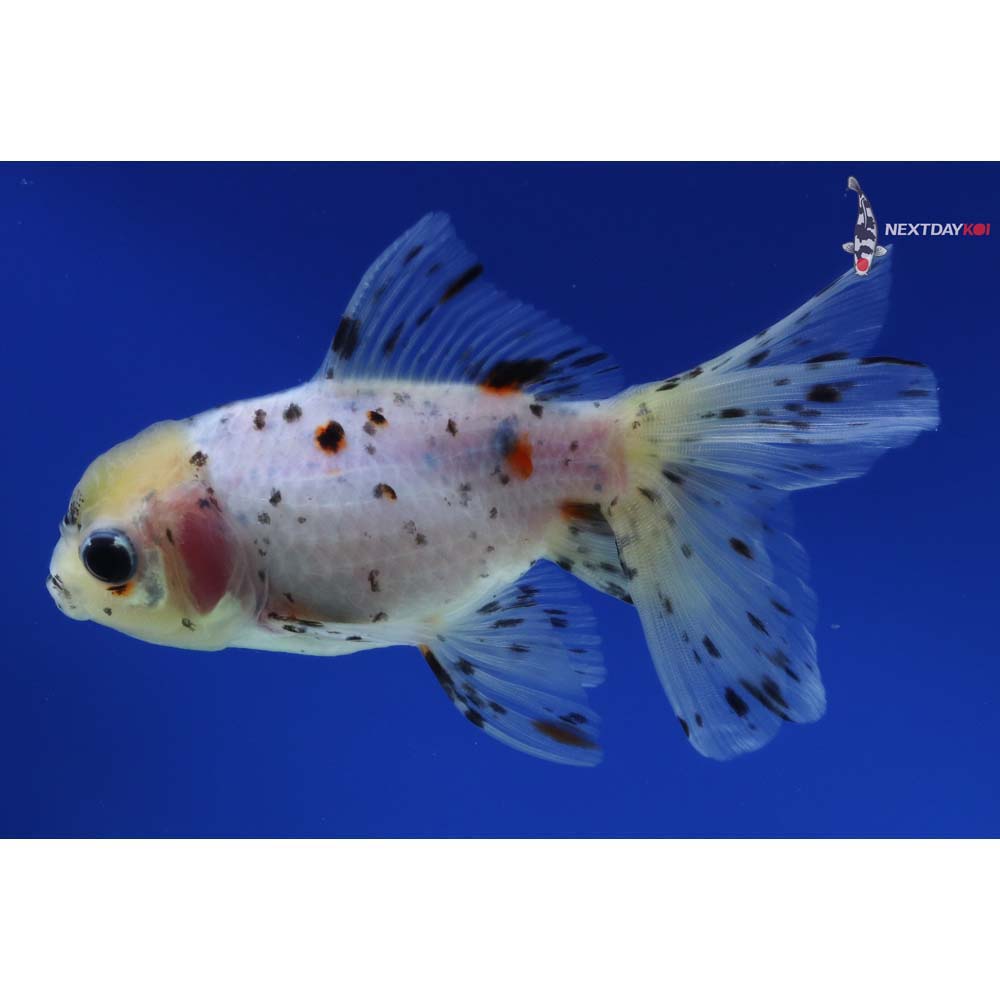 4.5” Imported Calico Oranda