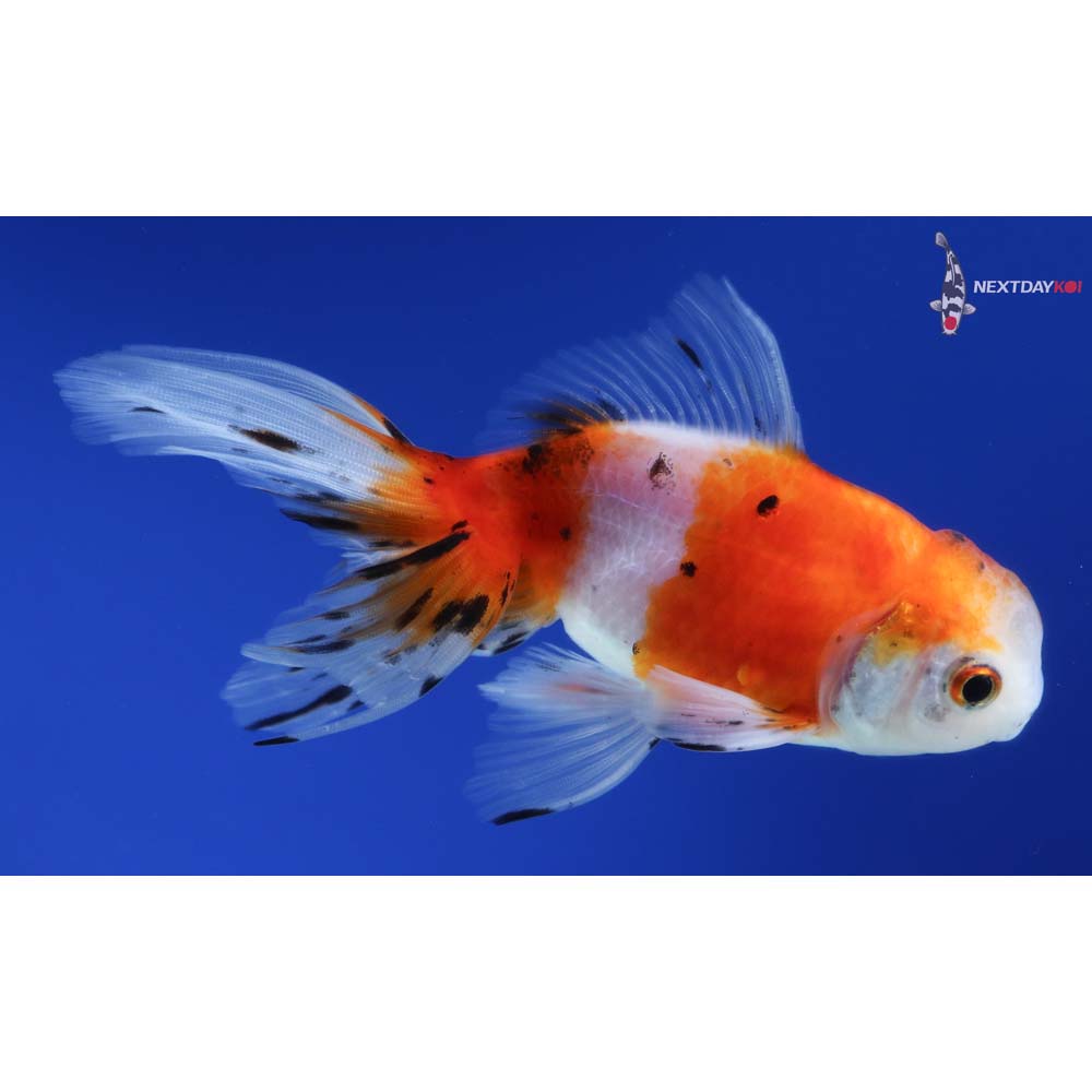 4.5” Imported Calico Oranda