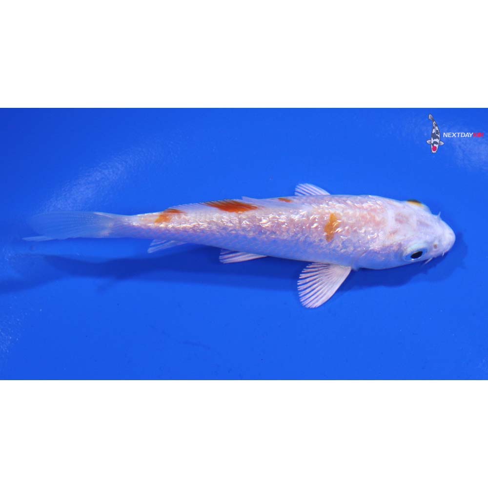 3.5” Imported Gin Rin Hariwake