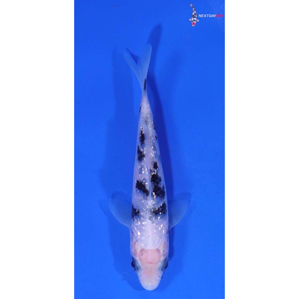 3.5” Imported Gin Rin Shiro Bekko