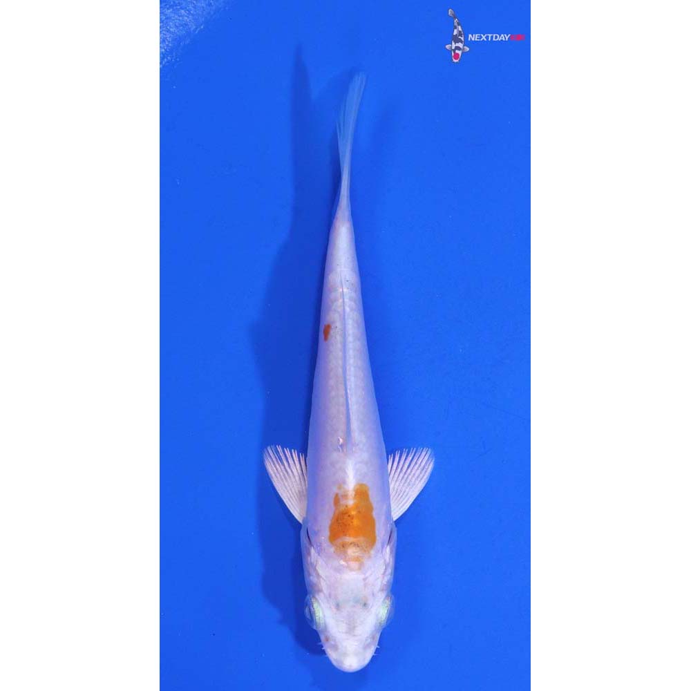 3.5” Imported Kikusui