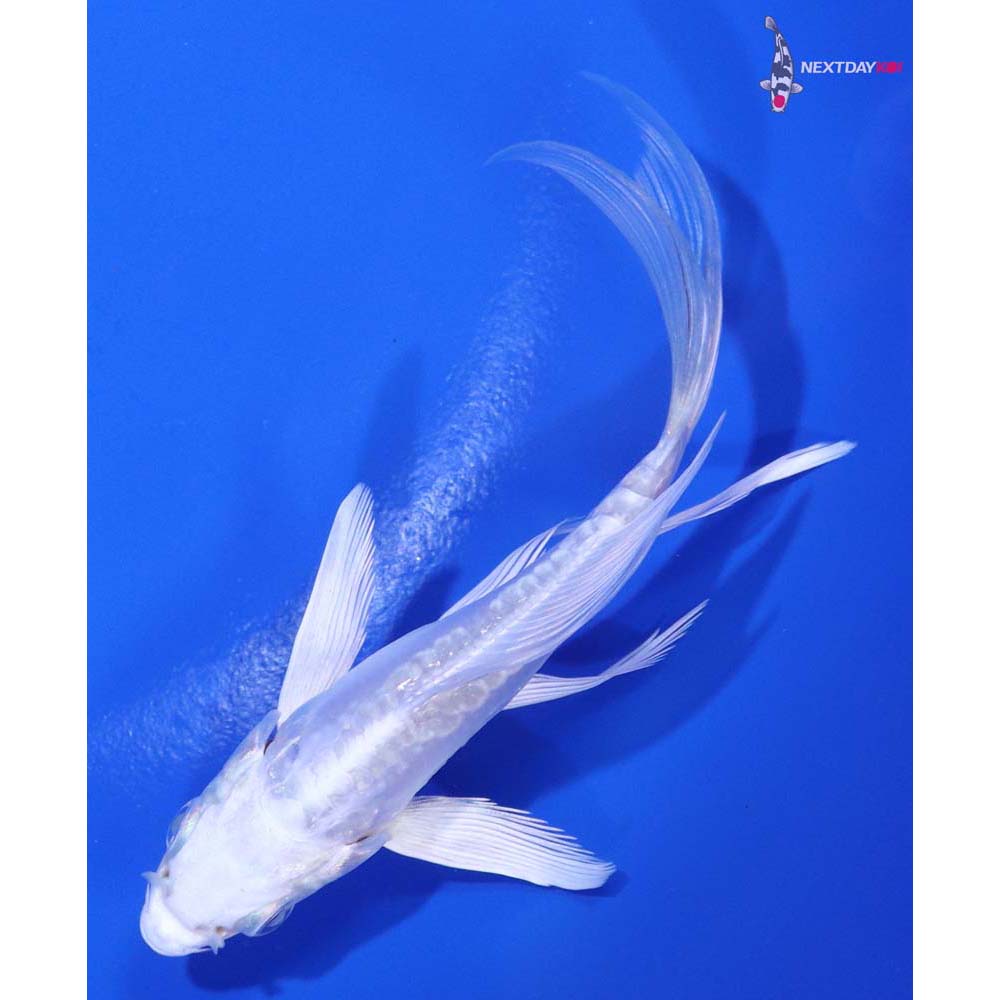 4” Imported Doitsu Platinum Ogon Butterfly Koi