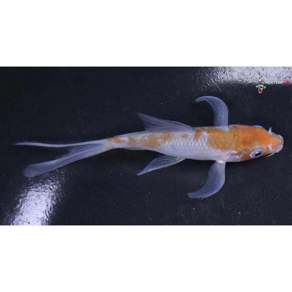 4” Imported Ochiba Shigure Butterfly Koi