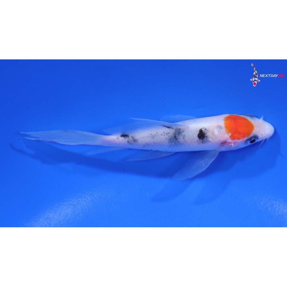 3.5” Imported Sanke Butterfly Koi