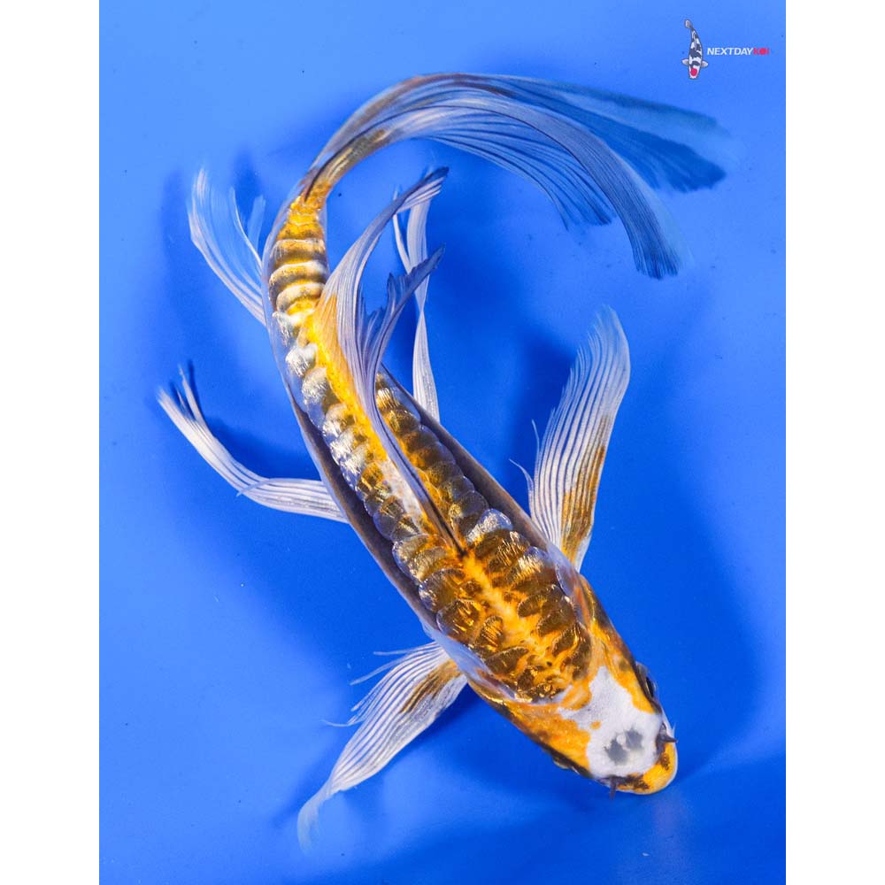 8” Imported Gin Rin Kin Kikokuryu Butterfly Koi
