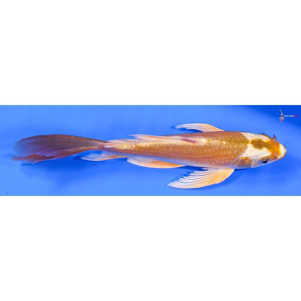 7.5” Imported Lemon Hariwake Butterfly Koi