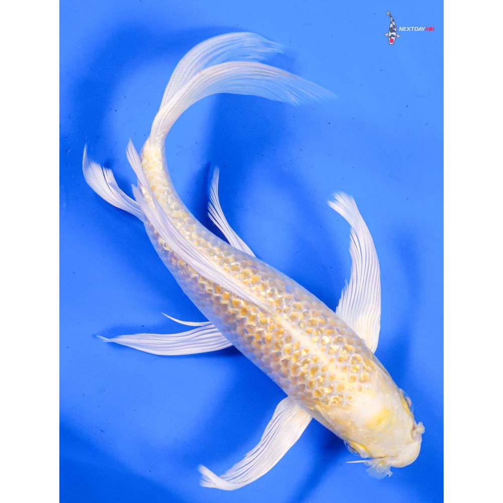 7.5” Imported Gin Rin Lemon Hariwake Butterfly Koi