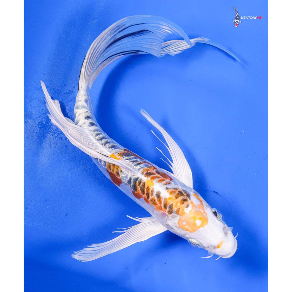 9” Imported Doitsu Kujaku Butterfly Koi