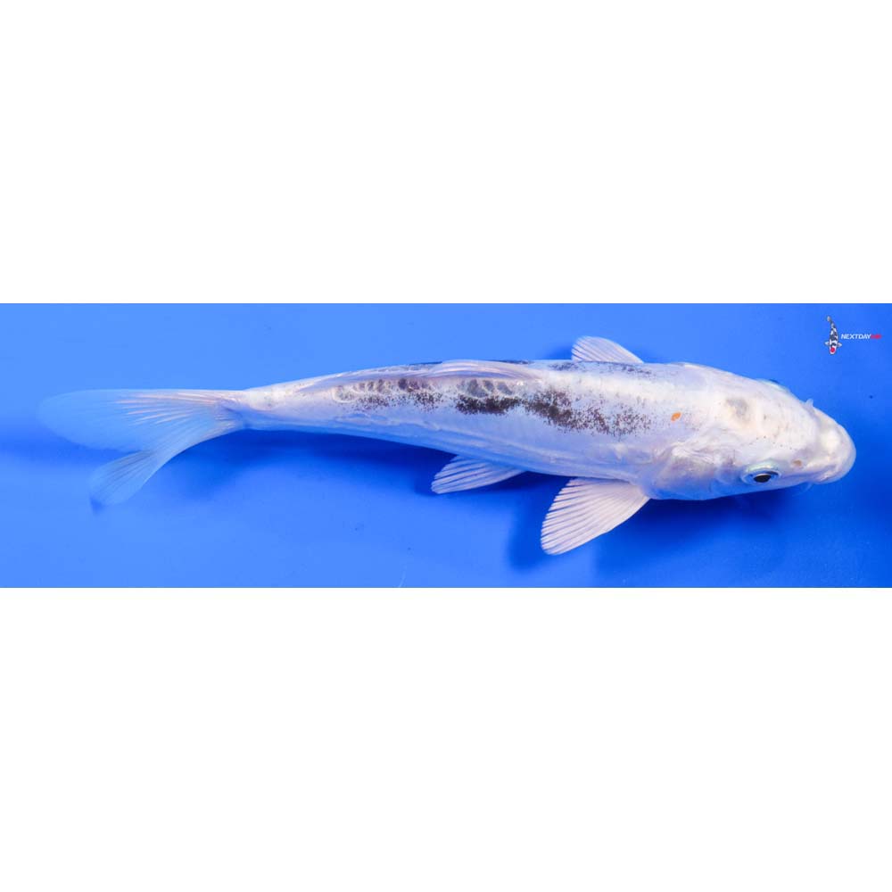 7” Imported Kin Kikokuryu
