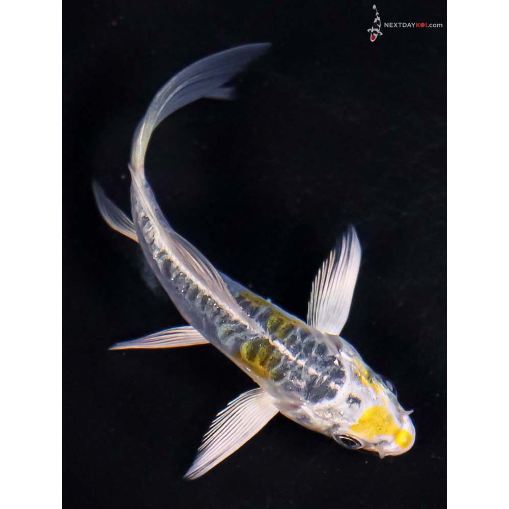 4” Imported Doitsu Blue Kujaku Butterfly Koi