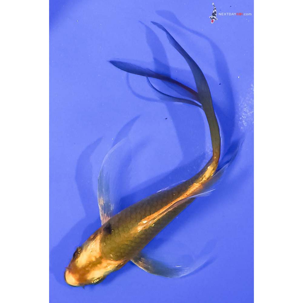 4.5” Imported Ki Matsuba Butterfly Koi