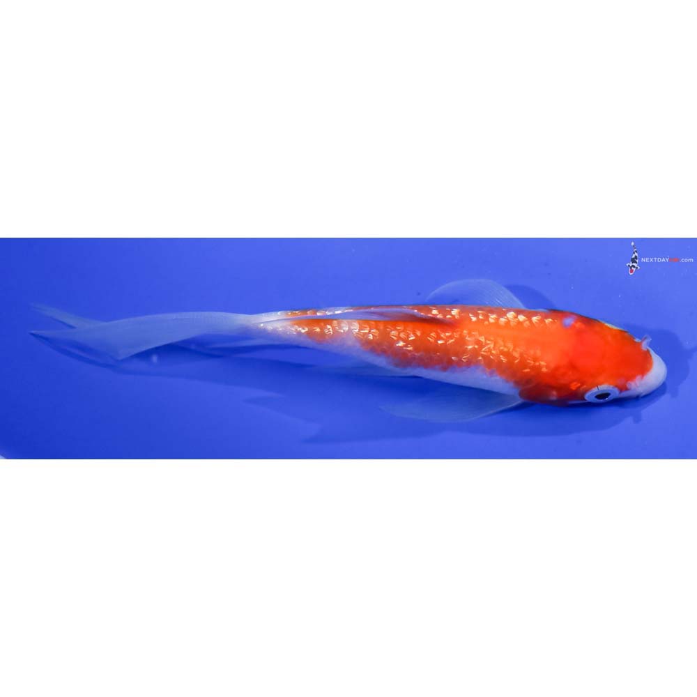 4” Imported Gin Rin Kohaku Butterfly Koi