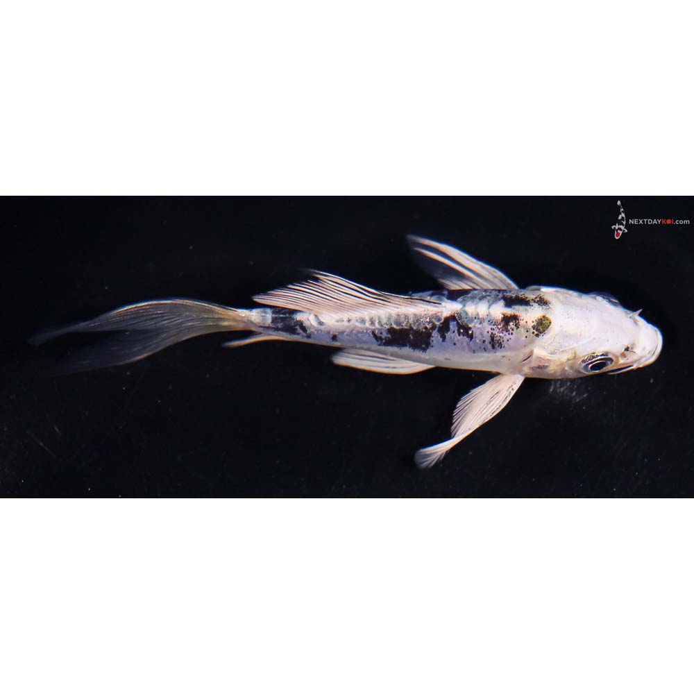 4.5” Imported Doitsu Blue Gin Shiro Utsuri Butterfly Koi