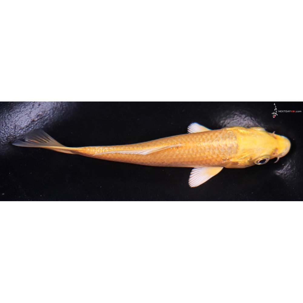 5” Imported Yamabuki Ogon