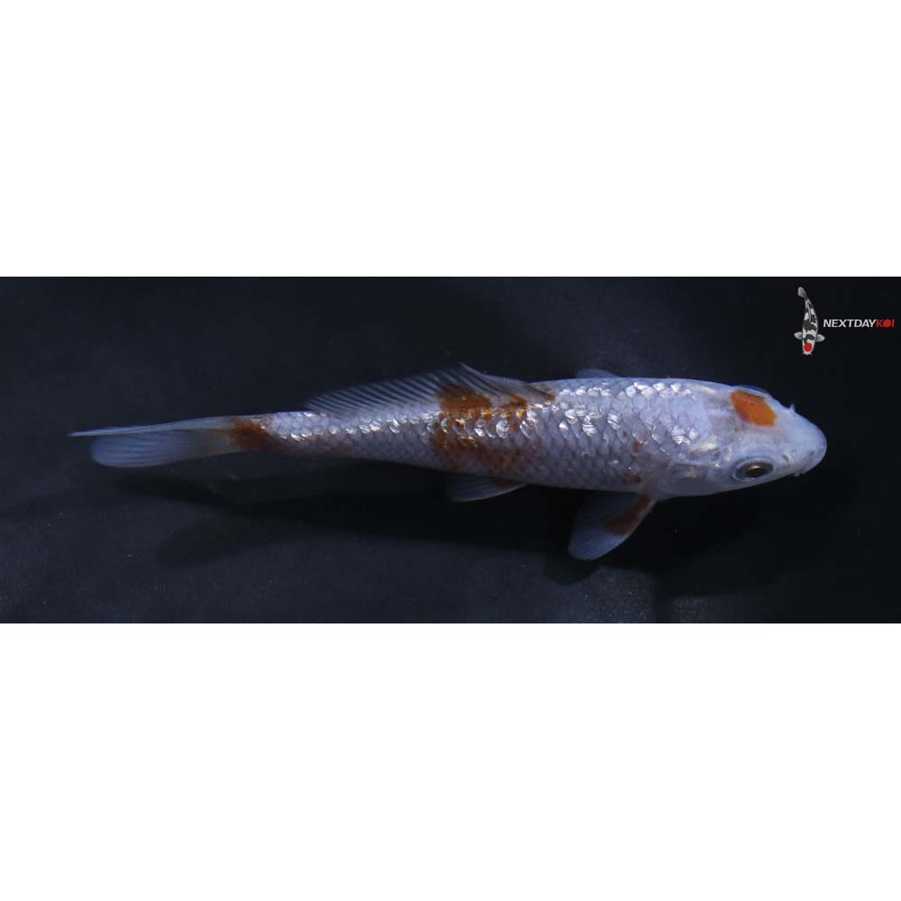 4.5” Imported Gin Rin Ochiba Shigure