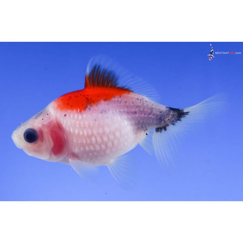 2.5” Imported Calico Pearlscale