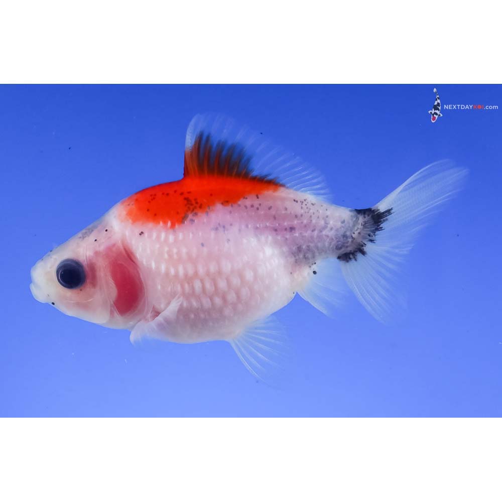 2.5” Imported Calico Pearlscale