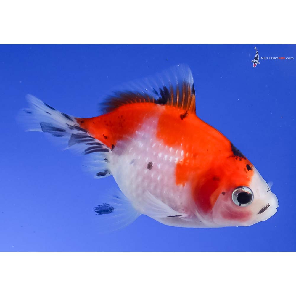 2.5” Imported Calico Pearlscale