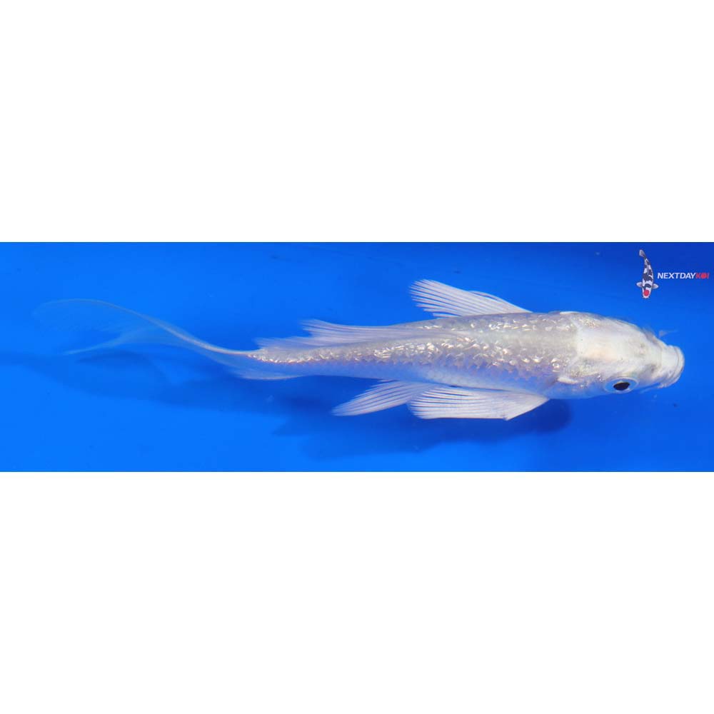 4” Imported Gin Rin Platinum Ogon Butterfly Koi