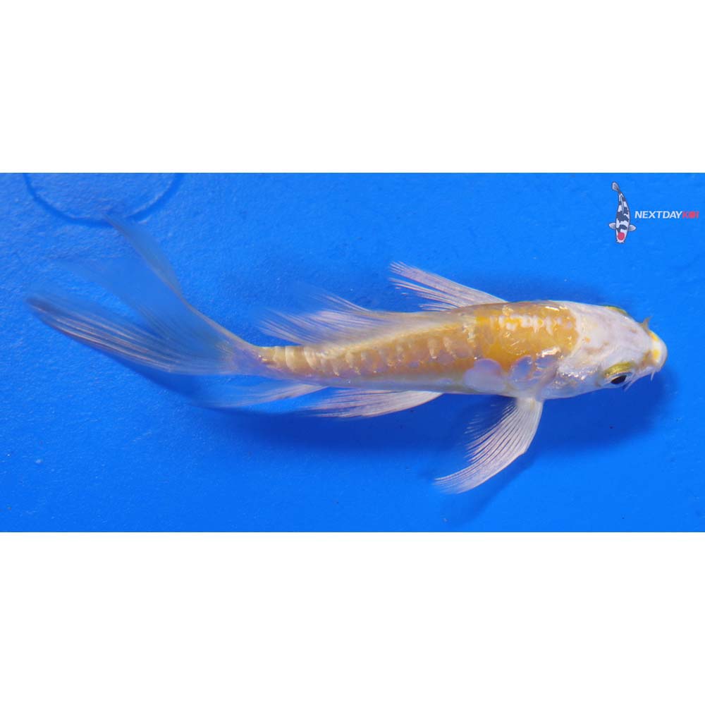 4” Imported Doitsu Yamabuki Ogon Butterfly Koi