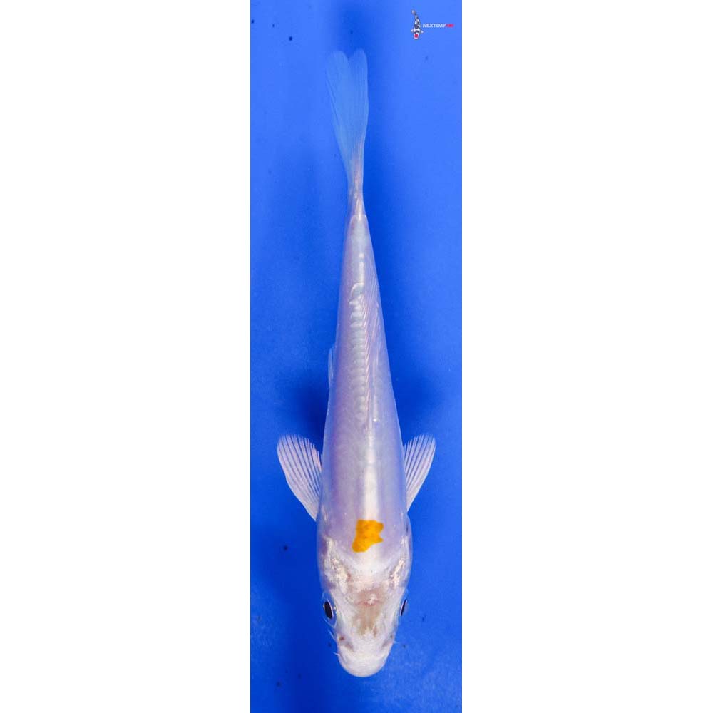 4” Imported Kikusui