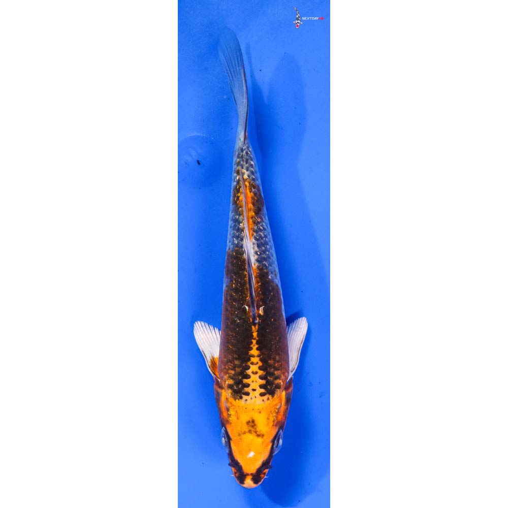 5.5” Imported Kujaku