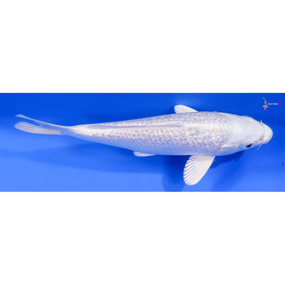 5.5” Imported Gin Rin Platinum Ogon