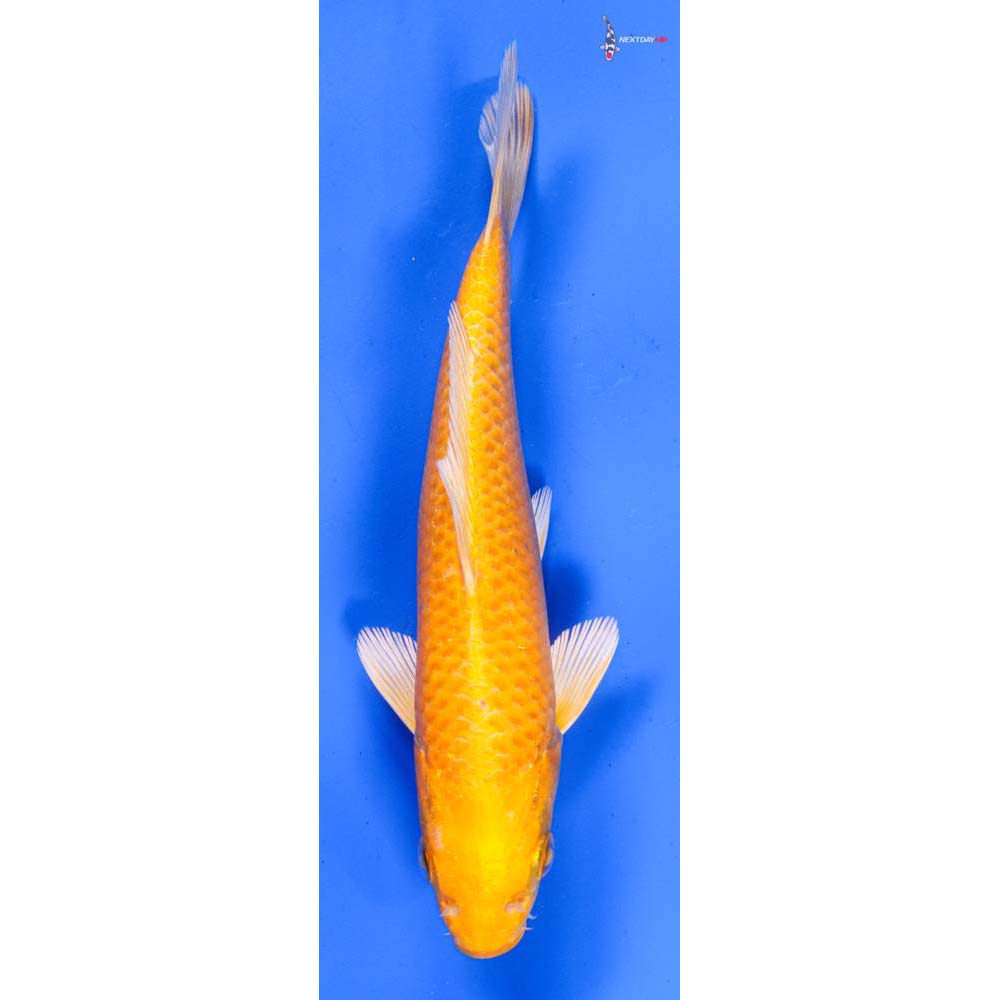 6.5” Imported Yamabuki Ogon