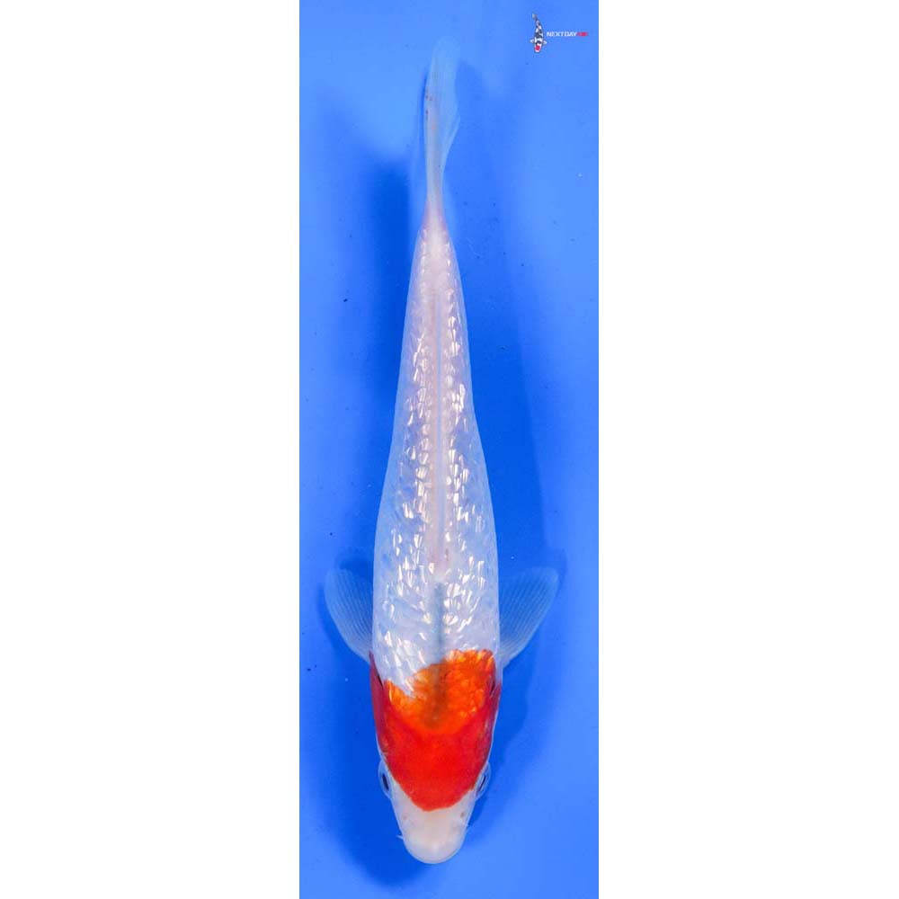 6.5” Imported Kohaku