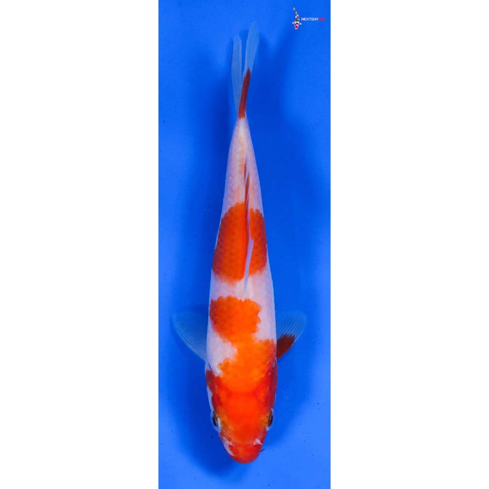 5.5” Imported Kohaku