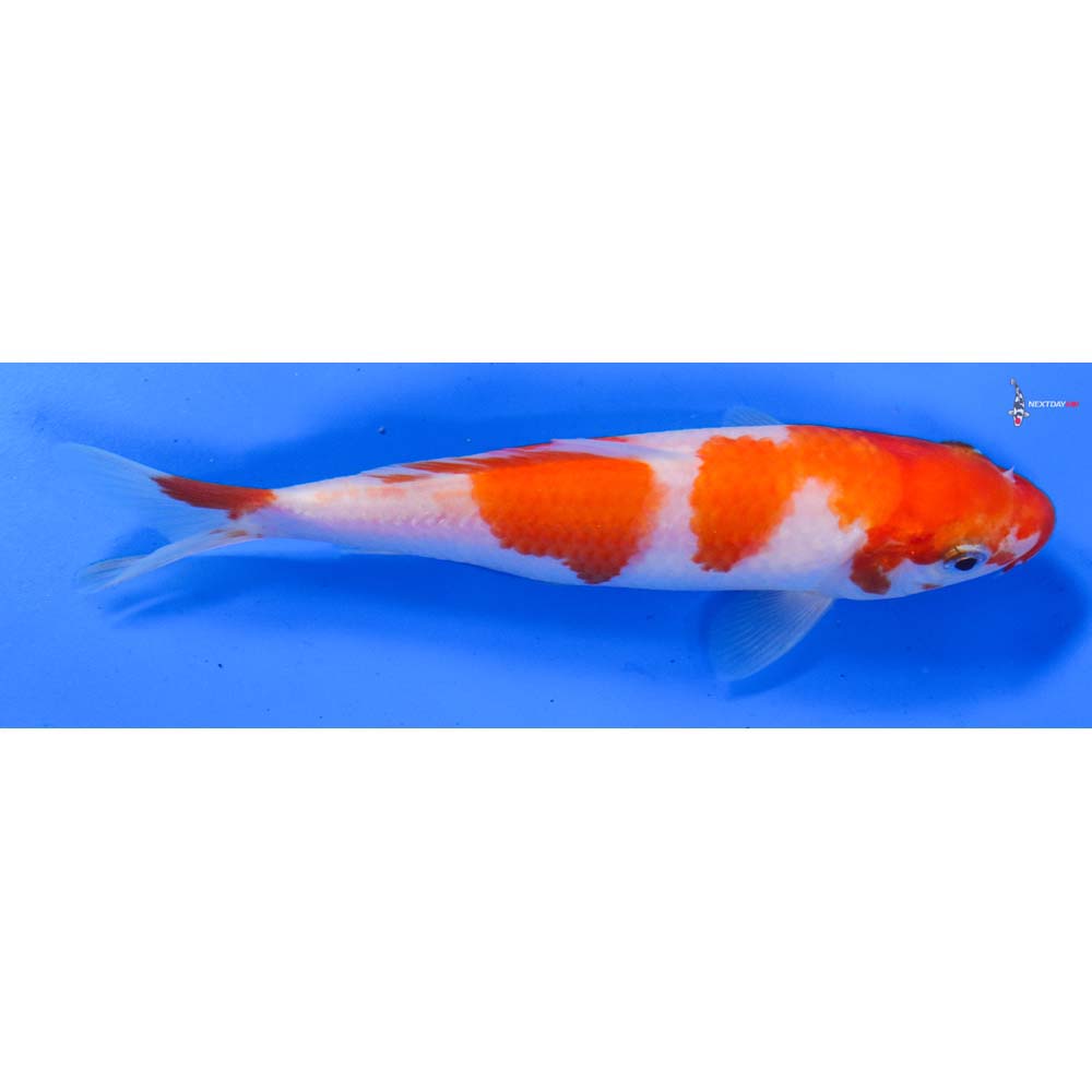 5.5” Imported Kohaku