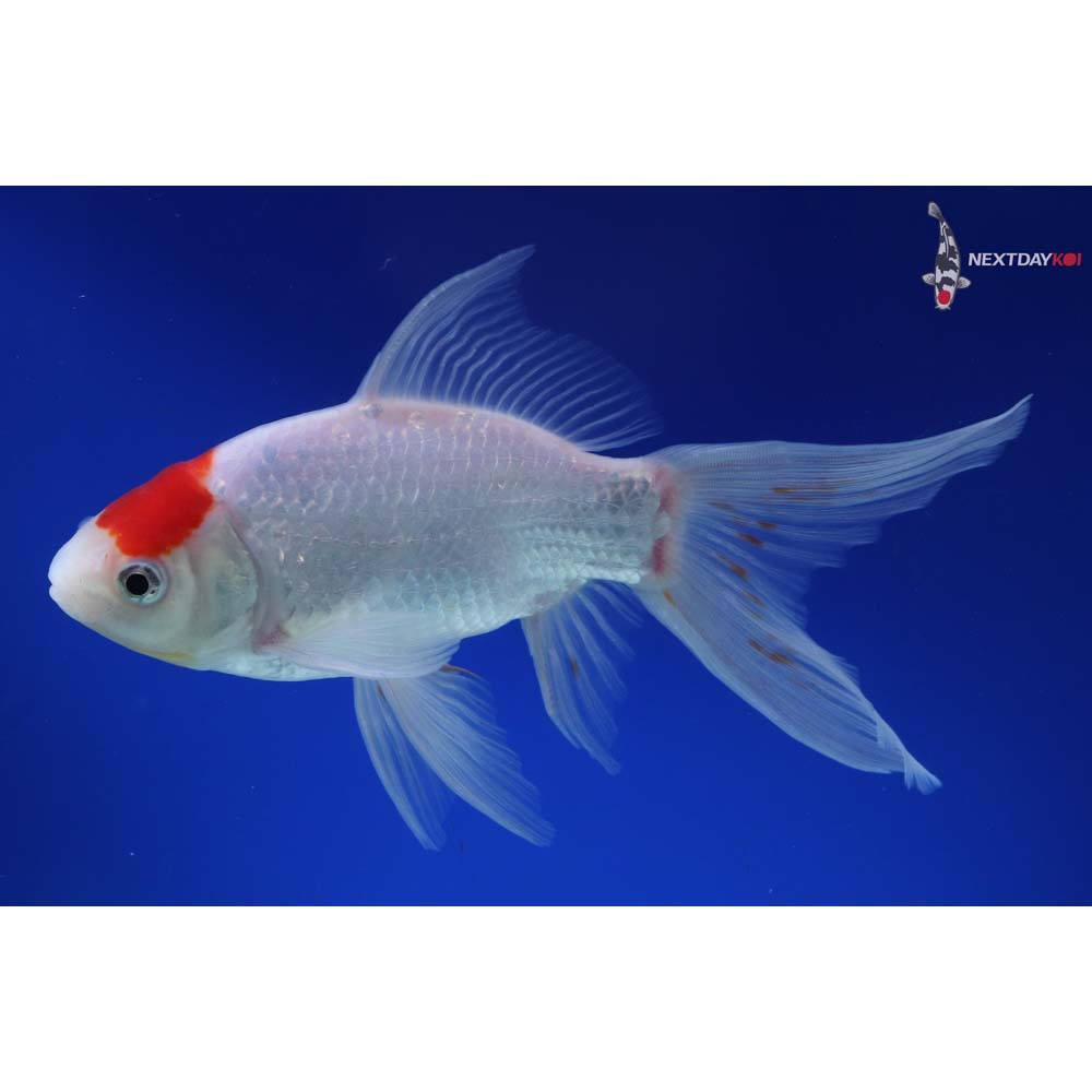 7.5” Imported Tancho Sarasa Comet