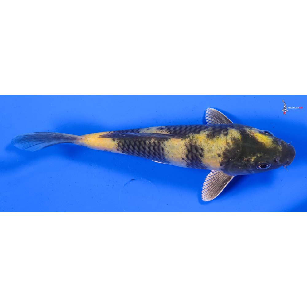 7” Imported Kin Ki Utsuri