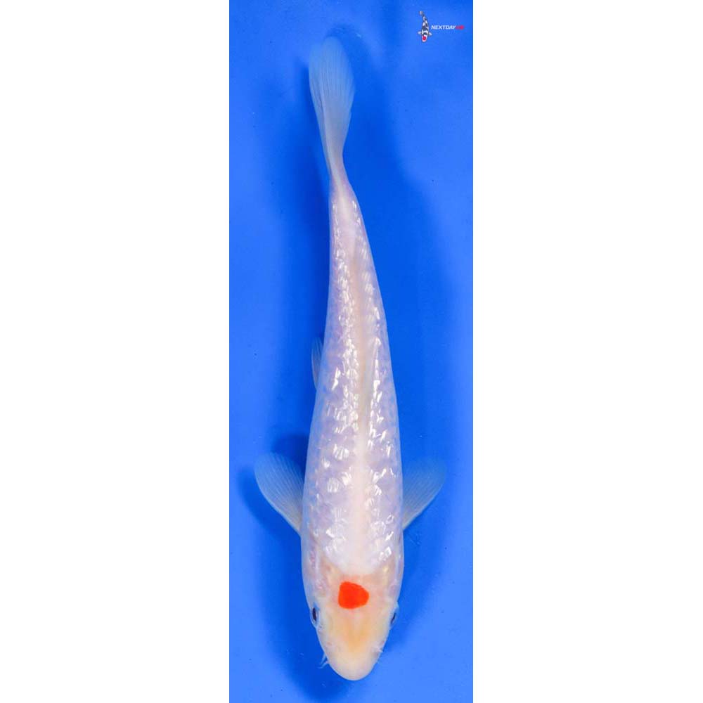 7” Imported Gin Rin Kohaku