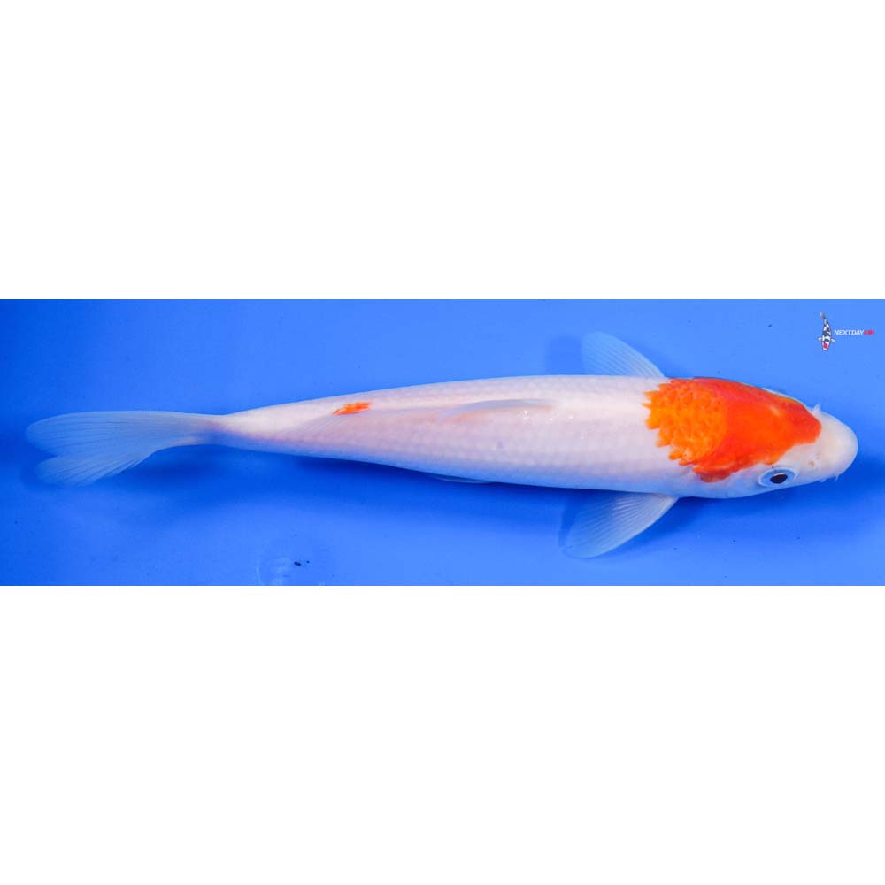 8” Imported Kohaku