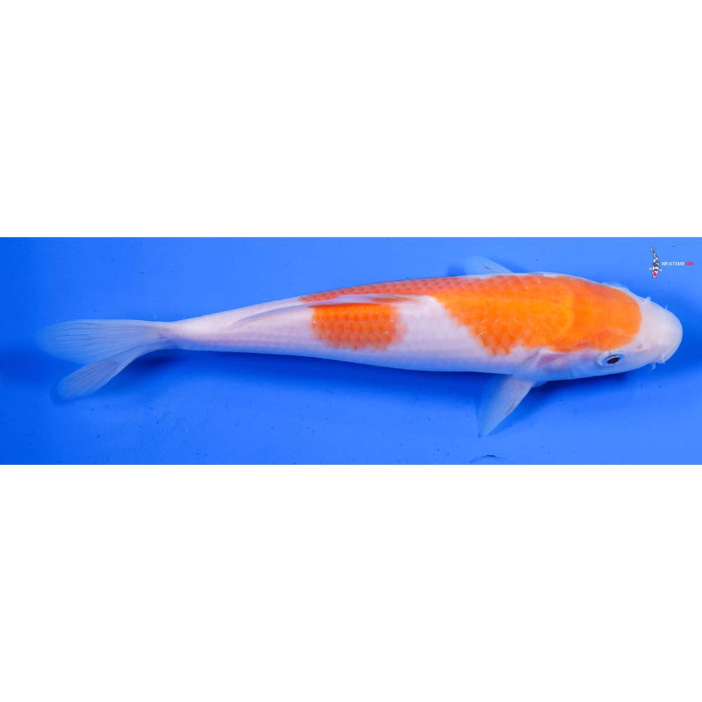 7.5” Imported Kohaku