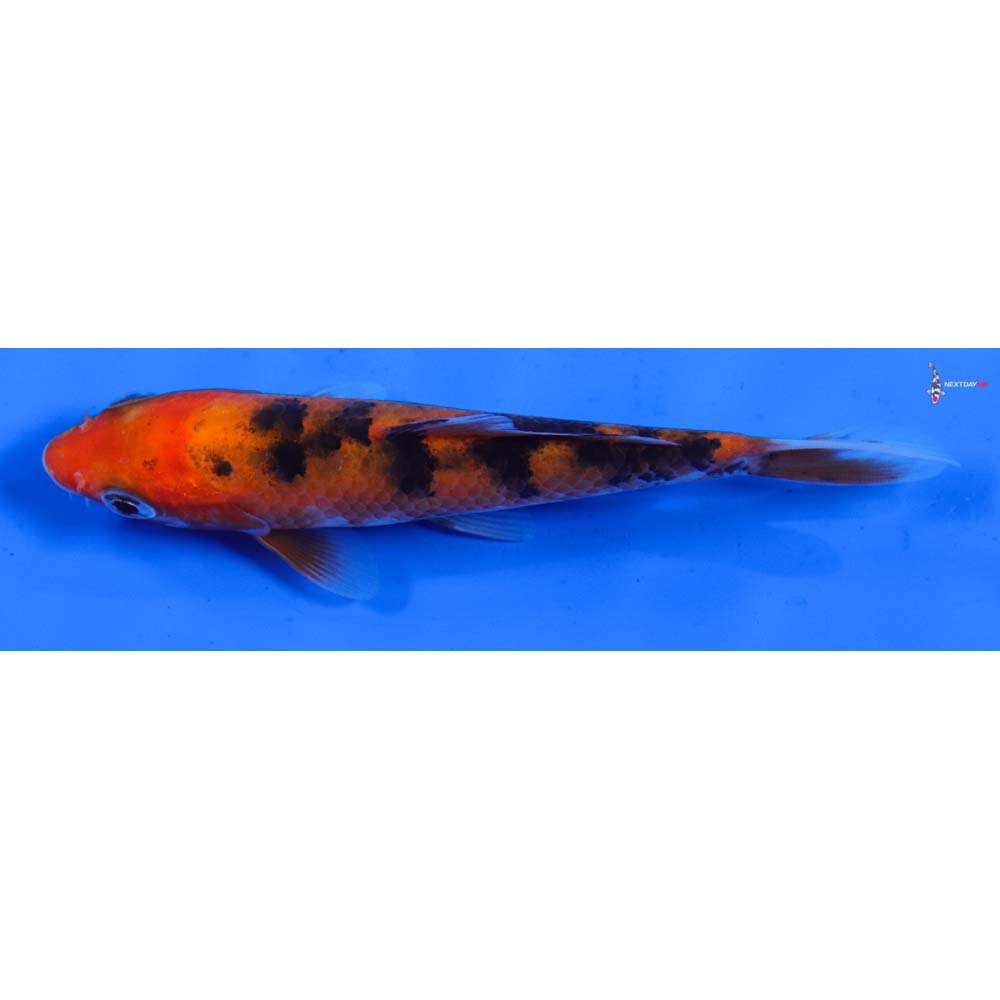 4” Imported Aka Bekko