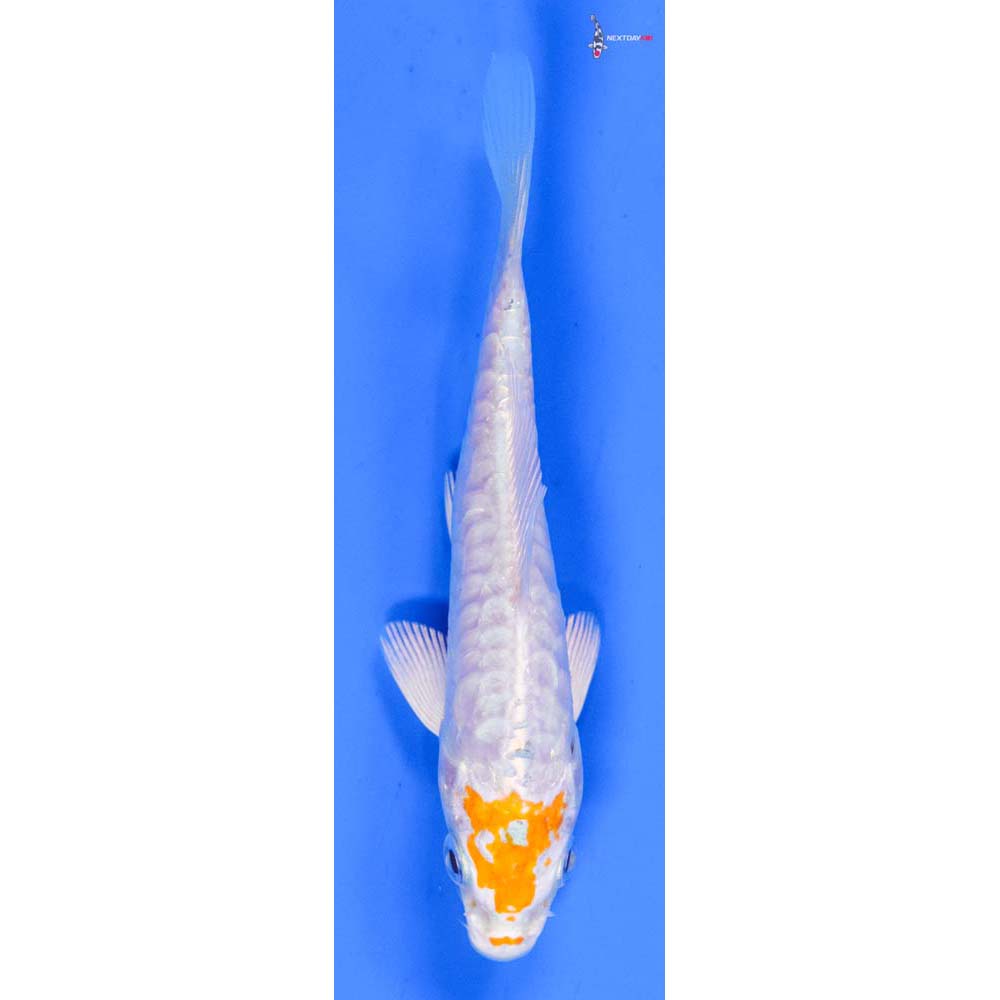 4.5” Imported Kikusui
