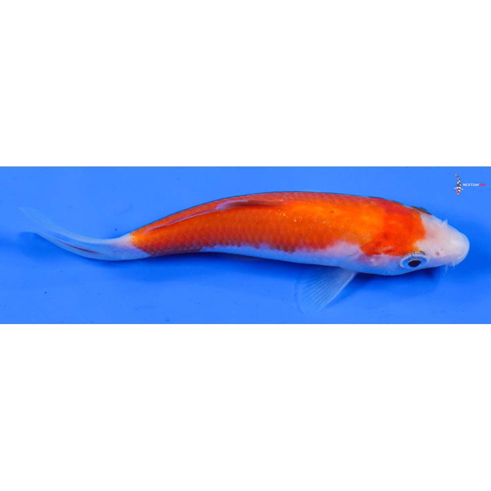 4.5” Imported Kohaku