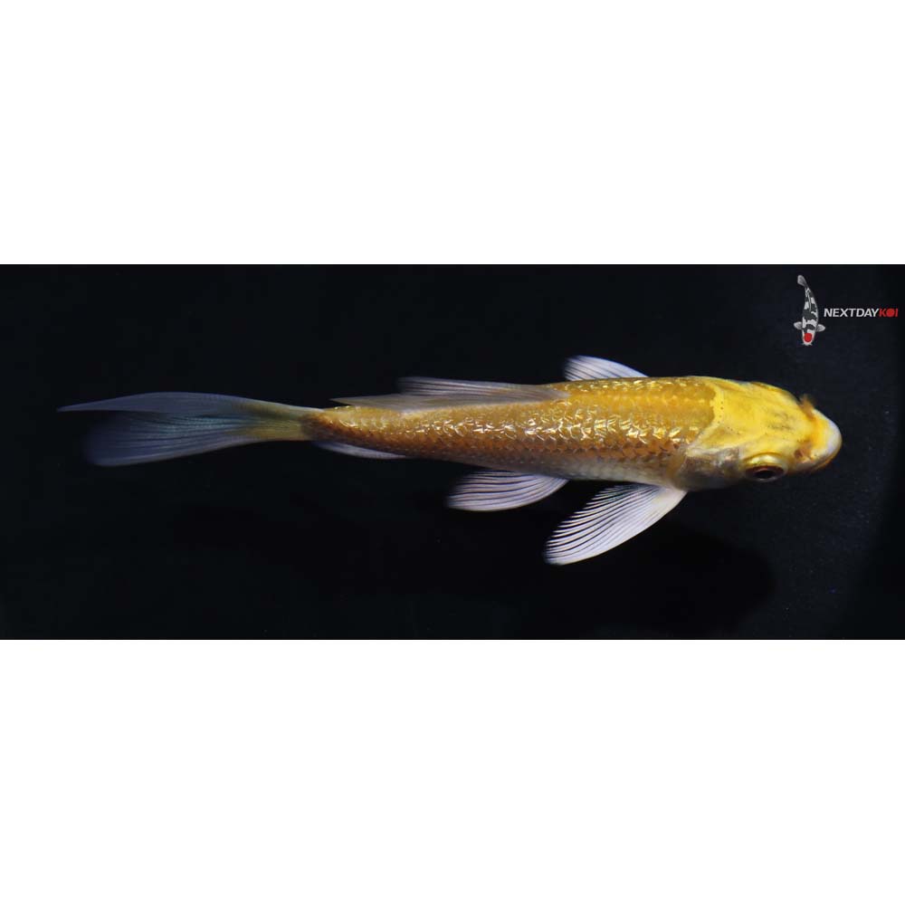3.5” Imported Gin Rin Yamabuki Ogon Butterfly Koi