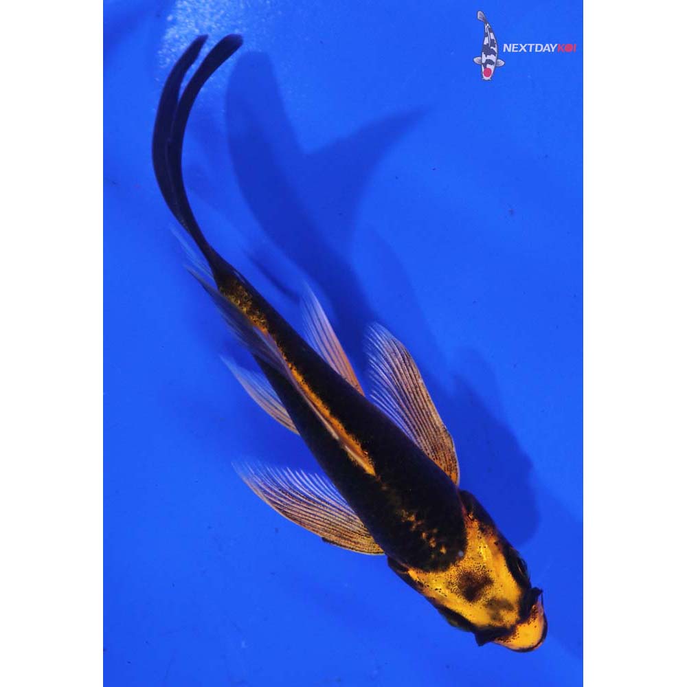4” Imported Orenji Matsuba Butterfly Koi