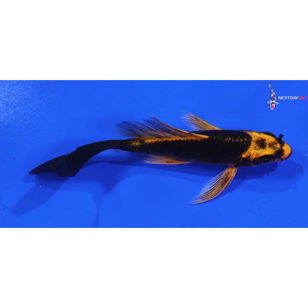 4” Imported Orenji Matsuba Butterfly Koi