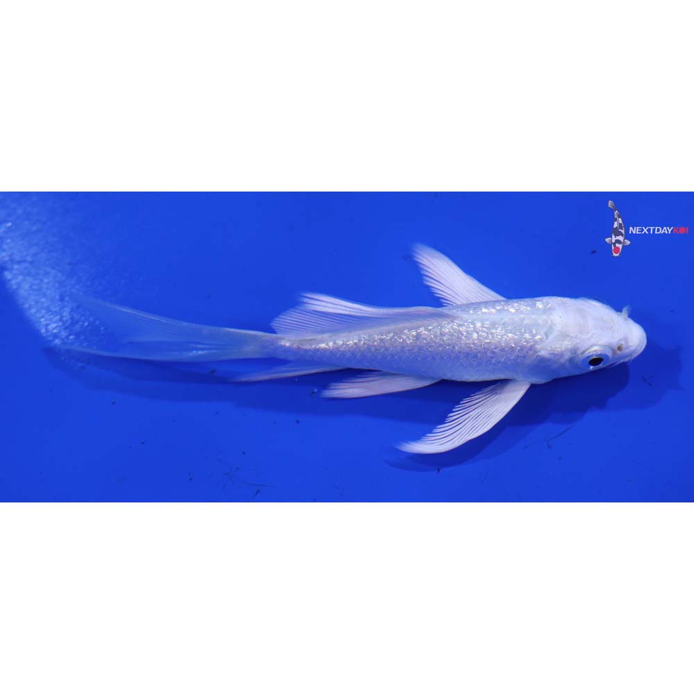 4” Imported Gin Rin Platinum Ogon Butterfly Koi